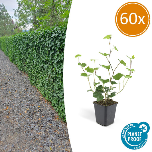 60x Hedera hibernica – donkergroene klimop met zilverwitte nerven – sterke wintergroene haag- of bodembedekker voor tuin en erfafscheiding