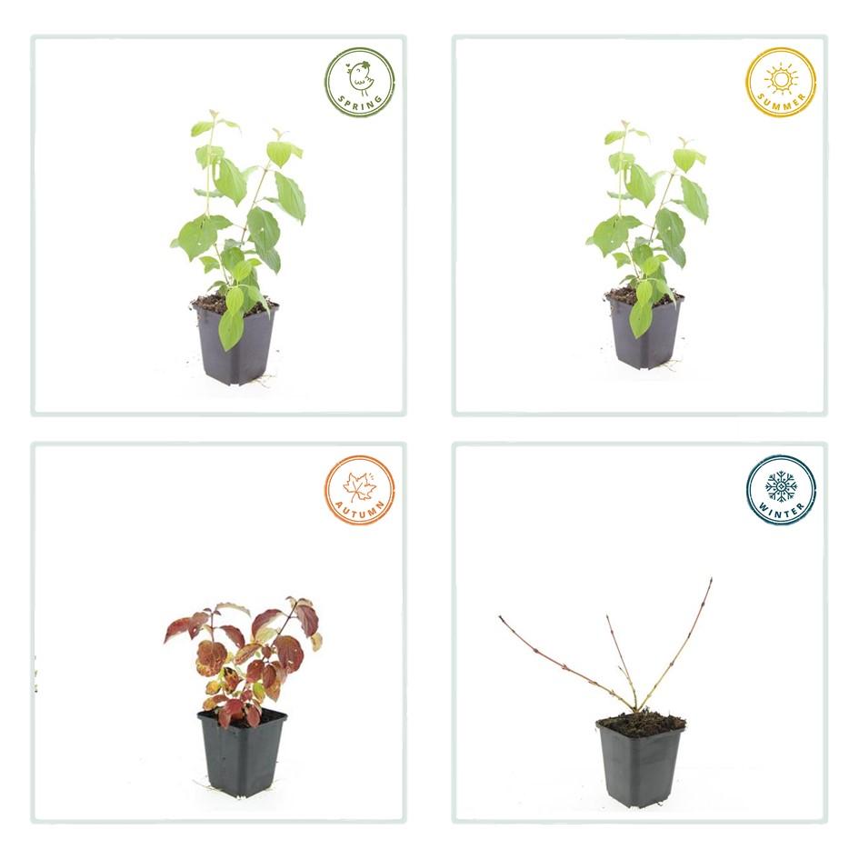 Cornus sanguinea Midwinter Fire – Struik met rode takken – Set van 6 planten. Ook in Belgie - Vlaanderen
