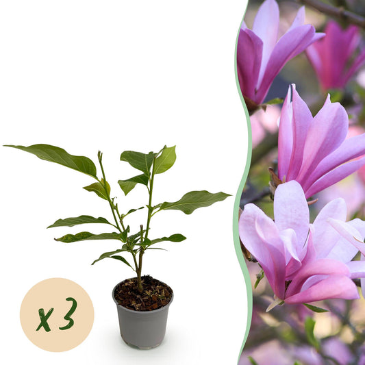 3 x Magnolia ‘Betty’ | Roze bloemen | Sierheester