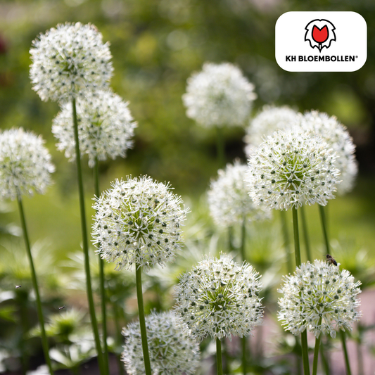 Allium White Giant met grote witte bolvormige bloemen in de tuin - 5 stuks