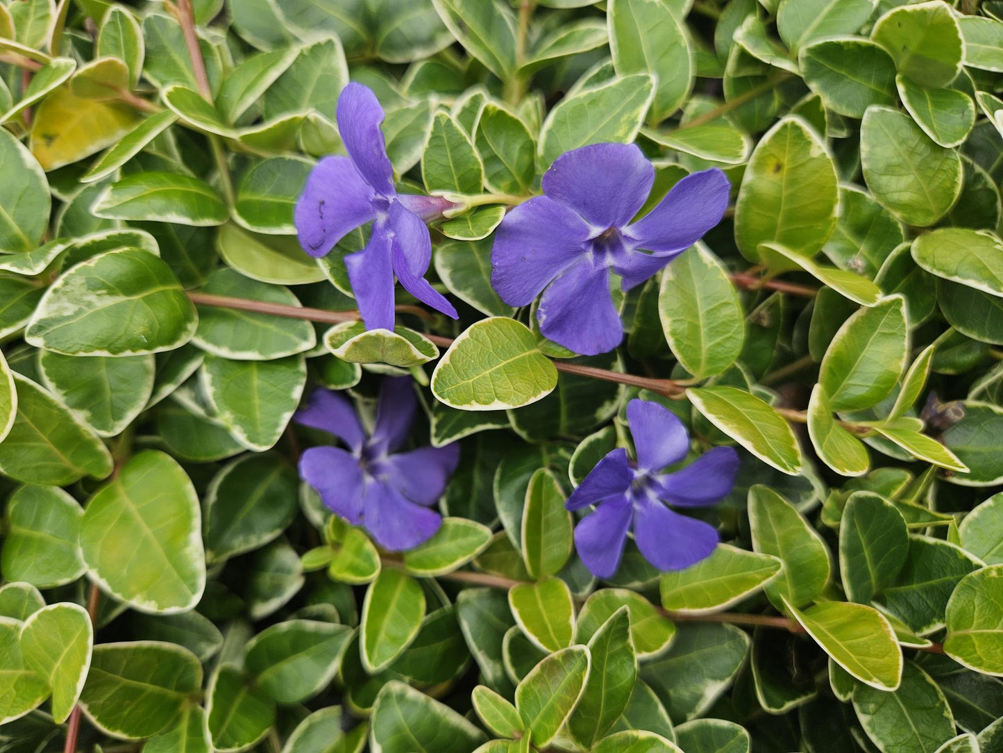 12x Vinca minor 'Argenteovariegata' Bodendecker - Immergrün