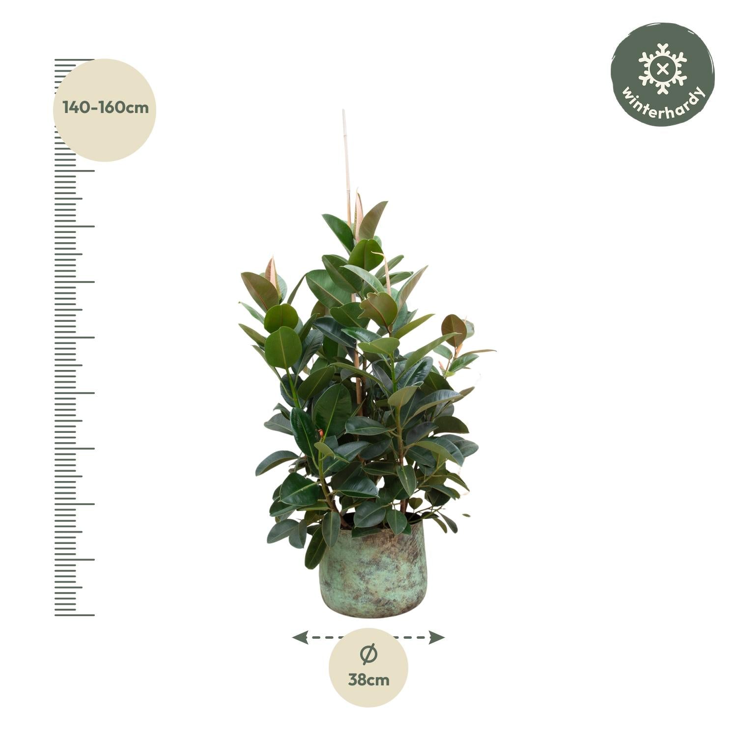 Ficus Robusta vertakte kamerplant

