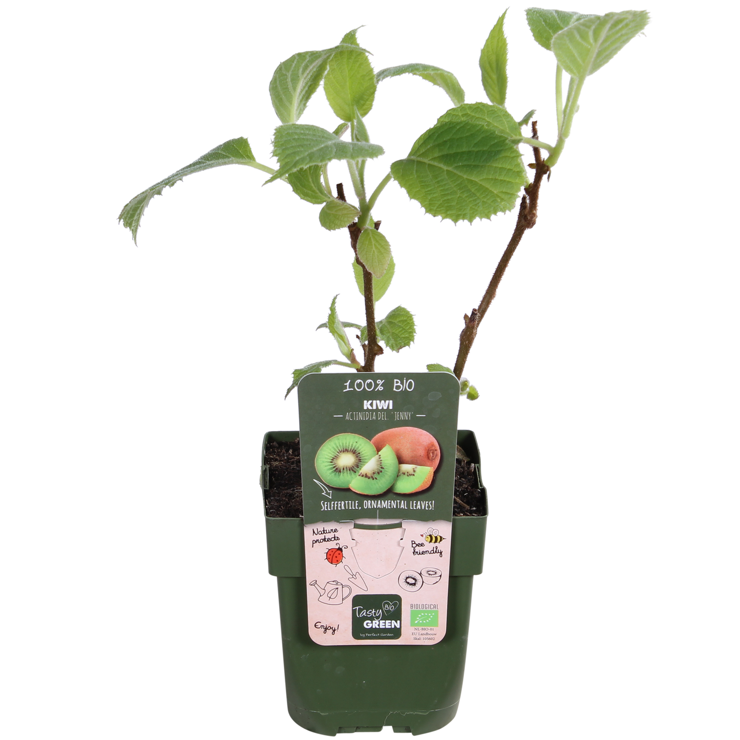 Biologische kiwi klimplant met groene vruchten en bloemen