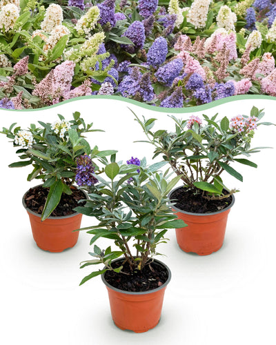 3 x Tuinplant | Buddleja davidii Butterfly Candy Little Tricolour | Vlinderstruik | Compact - Roze-Wit-Lila