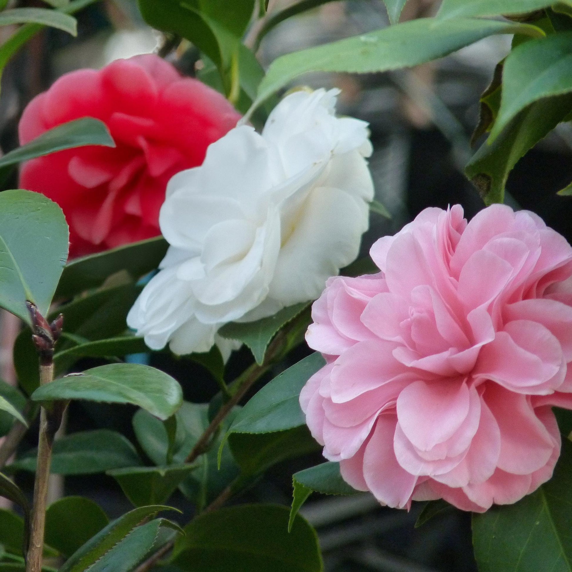 Camellia japonica Tricolour met roze, witte en rode bloemen – 3 planten in pot 15 cm