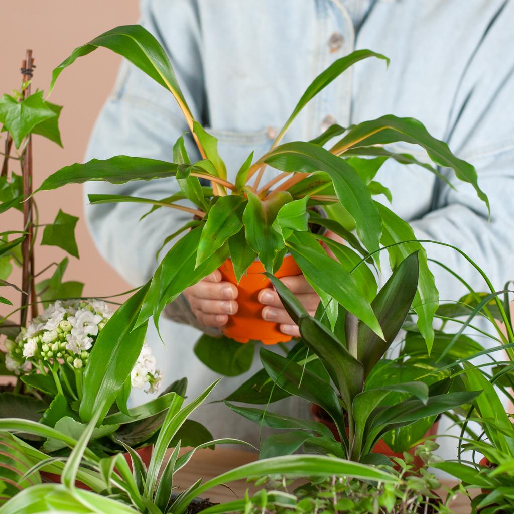 Doos met 12 diverse kamerplanten met kleine schoonheidsfoutjes in duurzame zwarte jute plantenmanden – Groene Kneusjesbox – duurzaam en verrassend. Leuk kado, ook voor oma's en kinderen die van planten houden