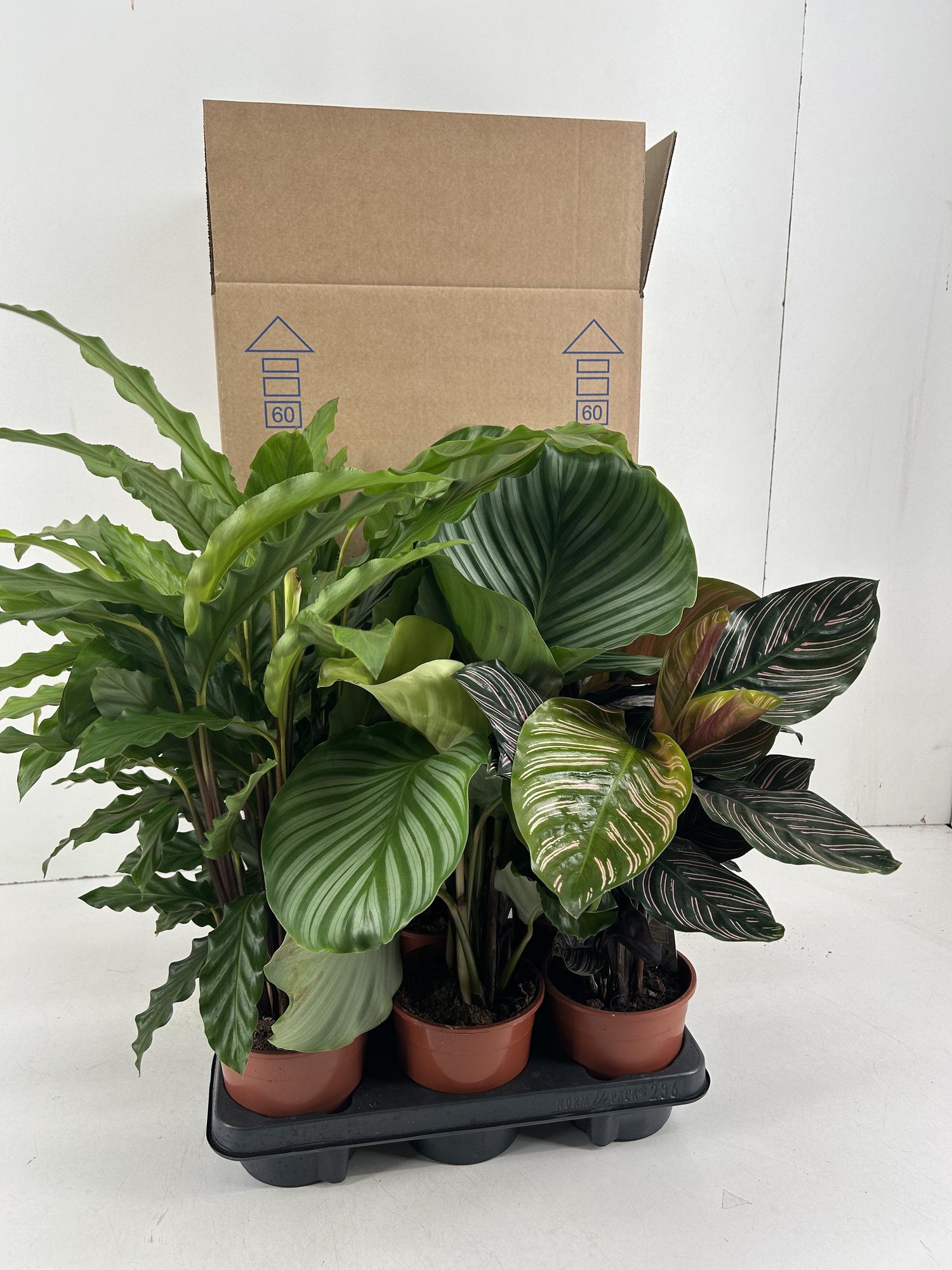 Calathea Mix P14cm met Orbifolia, Ornata en Rufibarba in pot, met verschillende decoratieve bladeren