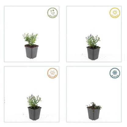 “Aster D Prof. Anton Kippenberg herfstaster met paarse bloemen in kweekpot Ø9cm, hoogte 10-25cm, tuinplant voor borders, potten, snijbloemen en vlinders”