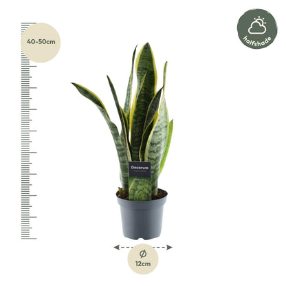 Sansevieria binnenplant kopen – Lage waterbehoefte en modern design - Vrouwentong bij Planttoday