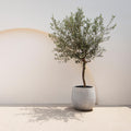 Olea Europaea - Plant op stam - Terras Plant - Bladhoudend - Weinig Onderhoud - Pot 19cm Hoogte 90cm