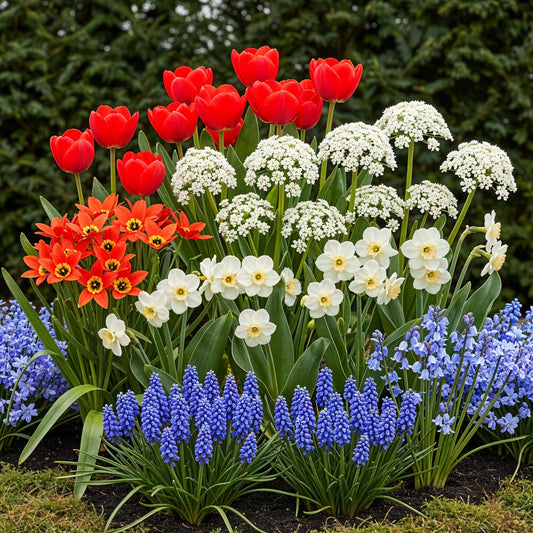 Bloembollen mix uit Holland in cadeauverpakking – kleurrijke bloemen voor tuin, balkon en terras – 125 stuks