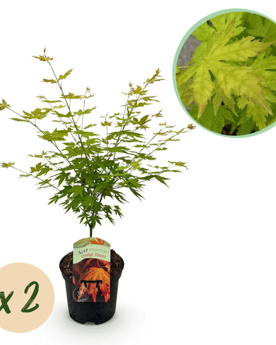 2 x | Japanse Esdoorn | Acer palmatum Orange Dream | Boom