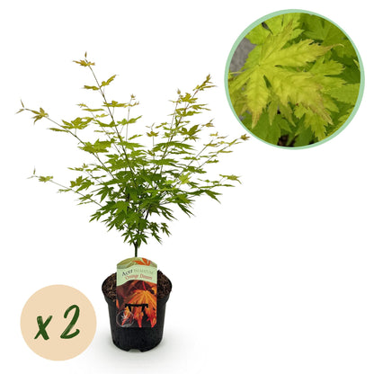 Japanse Esdoorn - Acer palmatum Orange Dream - Oranje - 2 Planten - Bladverliezend - Pot 19cm Hoogte 70cm