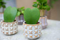 6 x Plant set met pot set San Juan | plant mix