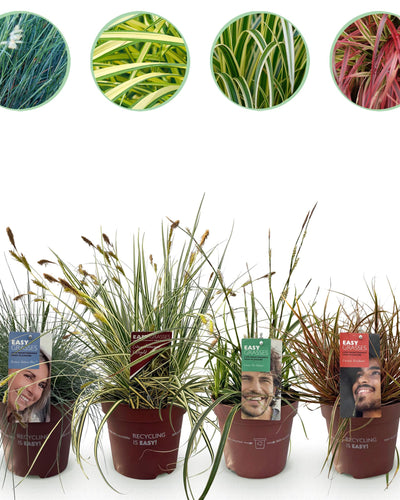 Siergrassenmix – Kleur en structuur voor uw tuin