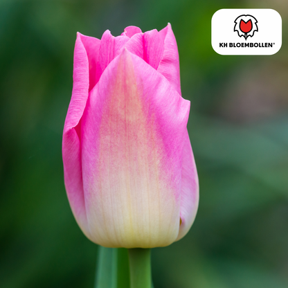 Zachtroze Dynasty tulpenbollen van KH Bloembollen – 20 stuks, elegante tuin- en snijbloem