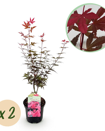Acer palmatum 'Skeeter’s Broom' – Compacte blikvanger