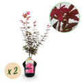 2x Acer palmatum Skeeter's Broom | Outdoor plant | Japanese maple