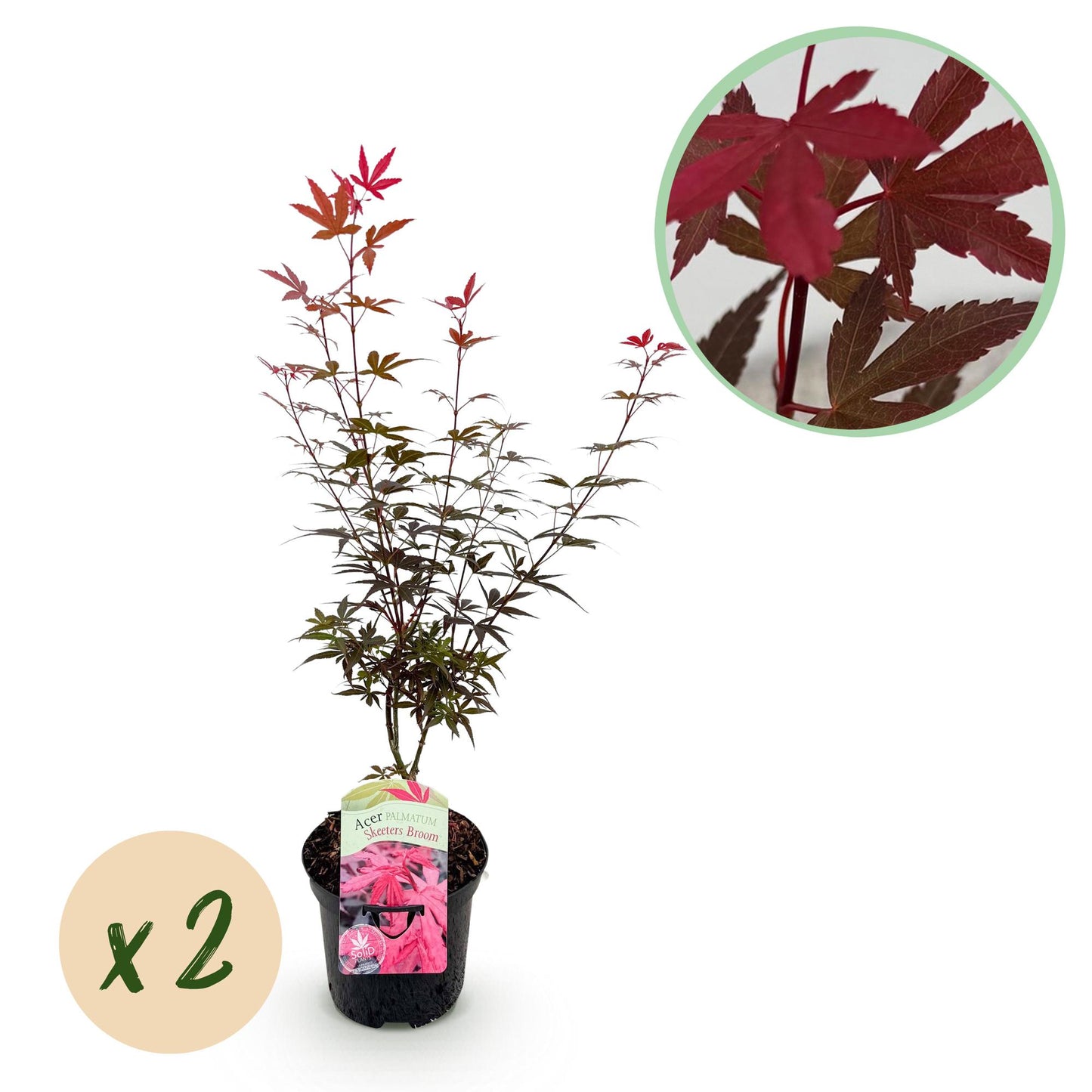 Japanischer Ahorn - Acer palmatum Skeetsers Broom - Lila - 2 Pflanzen