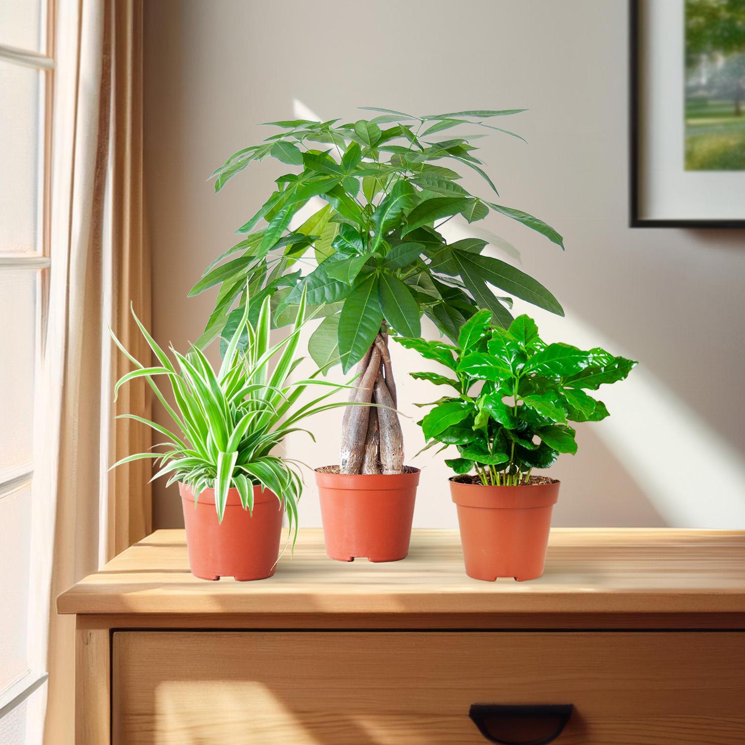 Diervriendelijke Plantenbox – mix van drie niet-giftige kamerplanten: Pachira Aquatica, Graslelie (Chlorophytum Comosum) en Coffea Arabica, potmaat Ø12cm, veilig voor huisdieren en kinderen.”