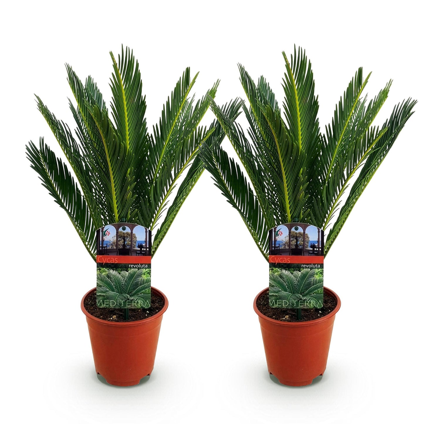 2x Cycas revoluta | Palmvaren | Kamer en Tuinplant