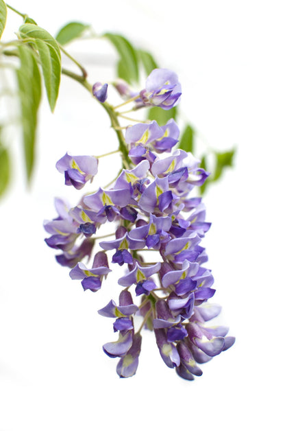 Wisteria sinensis ‘Prolific’ | Blauwe regen klimplant