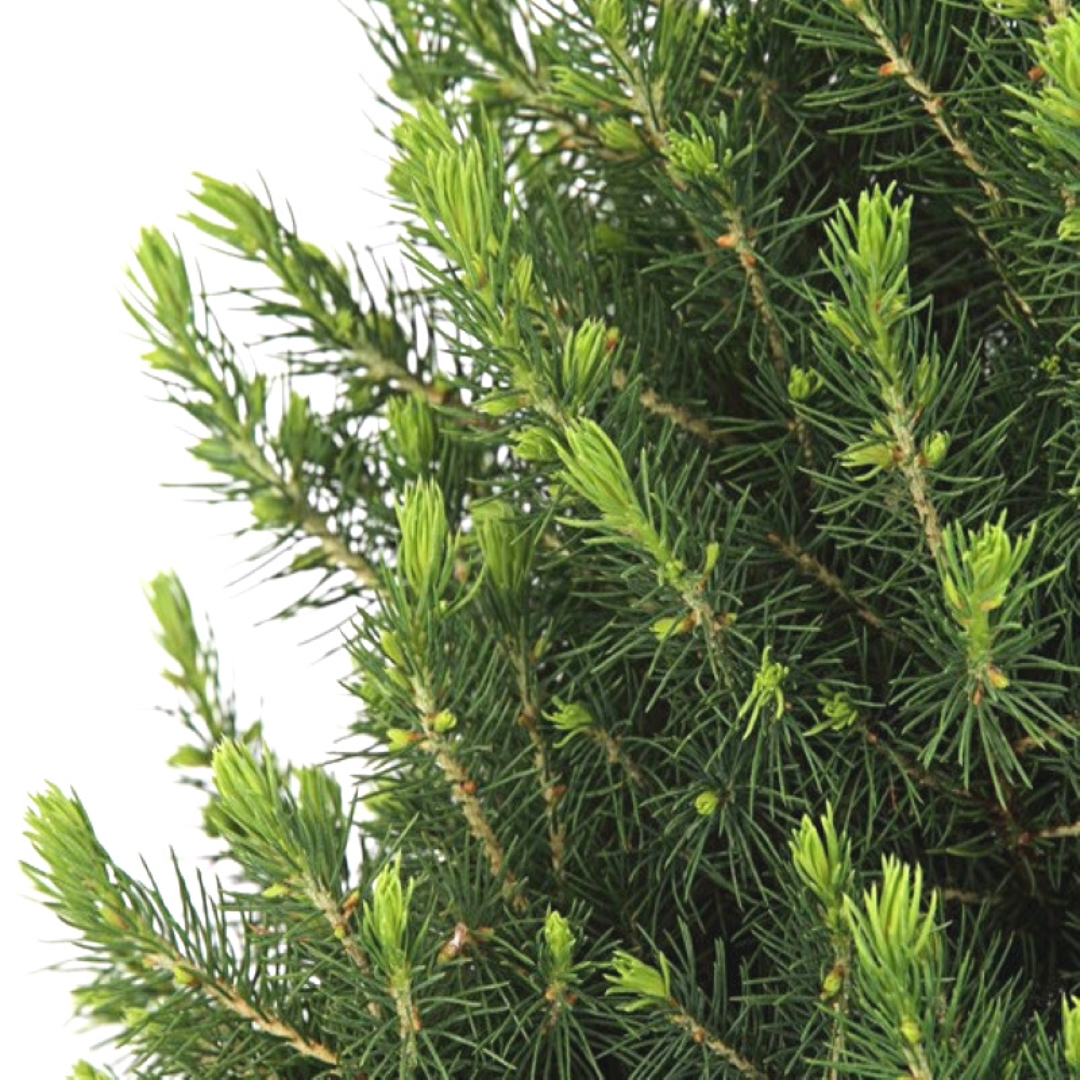 Kleine Kerstboom in Xmas Bag blauw |  Picea Glauca Conica | met verlichting