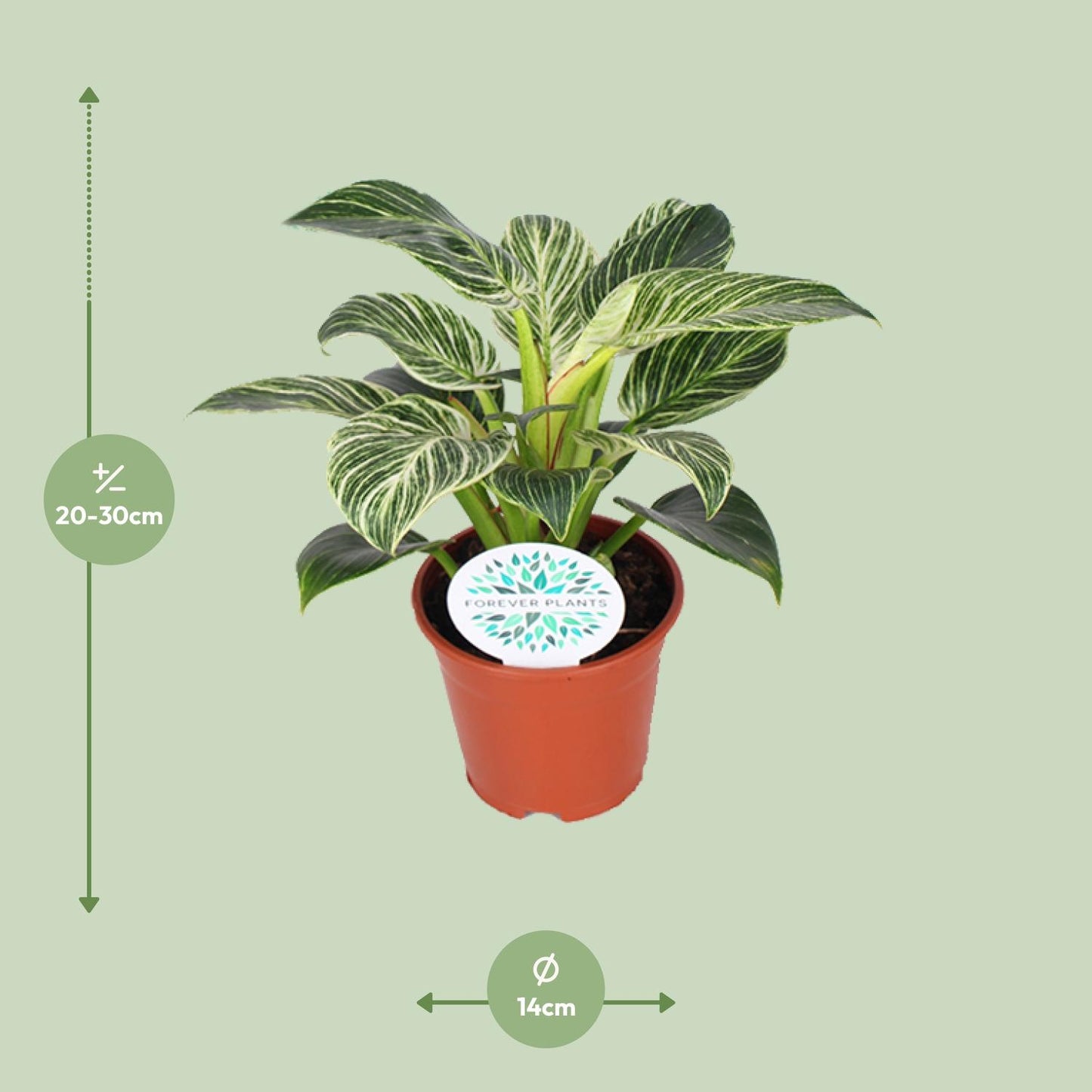 Philodendron Birkin kamerplant met witte strepen – 25 cm hoog in pot Ø14 cm