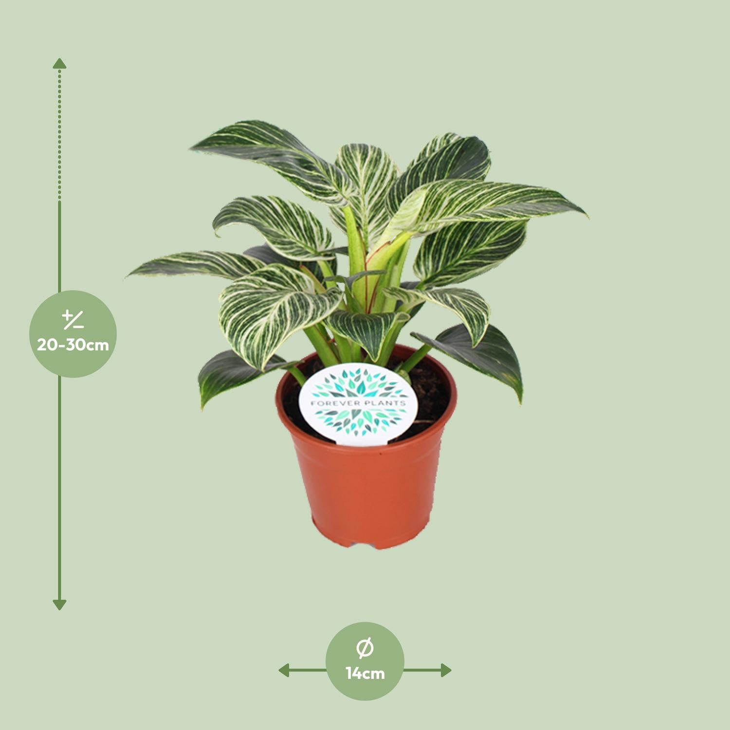 Philodendron Birkin kamerplant met witte strepen – 25 cm hoog in pot Ø14 cm
