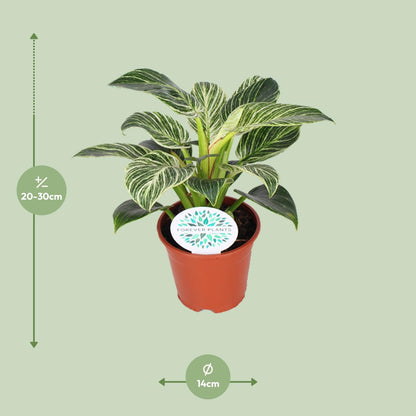 Philodendron Birkin kamerplant met witte strepen – 25 cm hoog in pot Ø14 cm