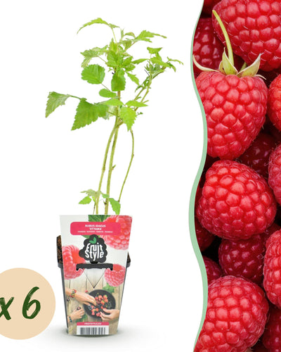 Rode frambozenplant Rubus idaeus Ottawa