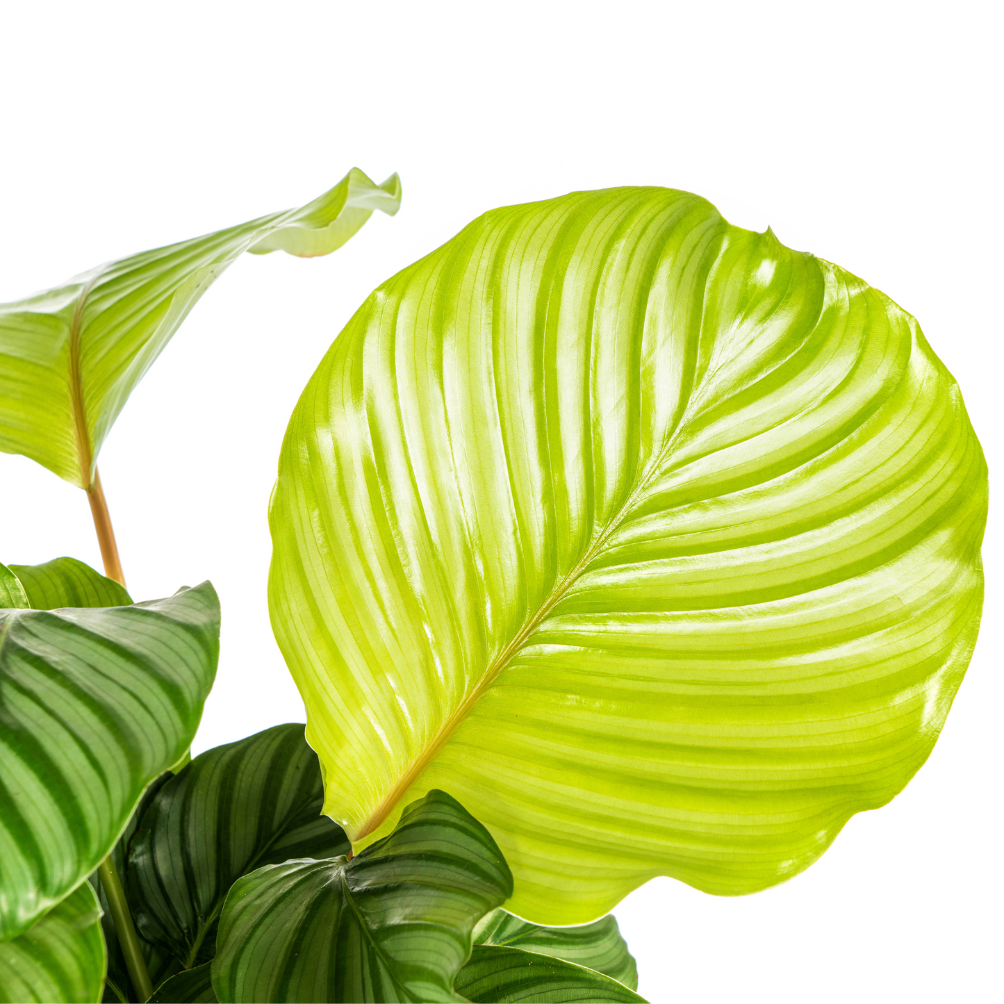 Goeppertia orbifolia is een bloeiende plant uit de familie Marantaceae. Deze gebedsplant is soms ook bekend onder het synoniem Calathea orbifolia. De plant is endemisch in Brazilië en is een typische soort uit het Atlantische Woud.