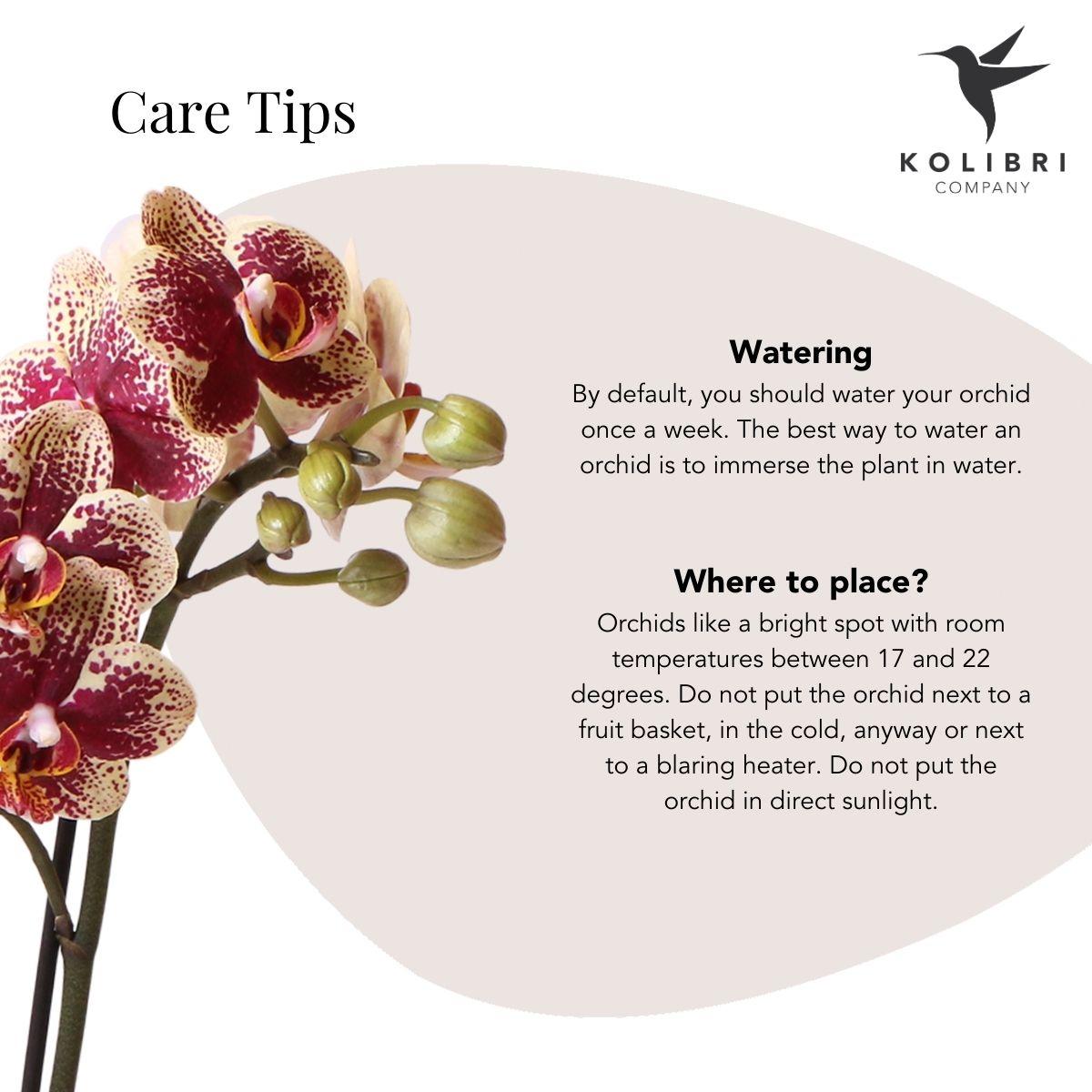 Geel-rode Phalaenopsis orchidee met 2 of 3 takken in koperkleurige Elite sierpot – Ø9cm – vers van de kweker, kamerplant."