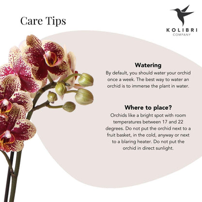 Geel-rode Phalaenopsis orchidee met 2 of 3 takken in koperkleurige Elite sierpot – Ø9cm – vers van de kweker, kamerplant."