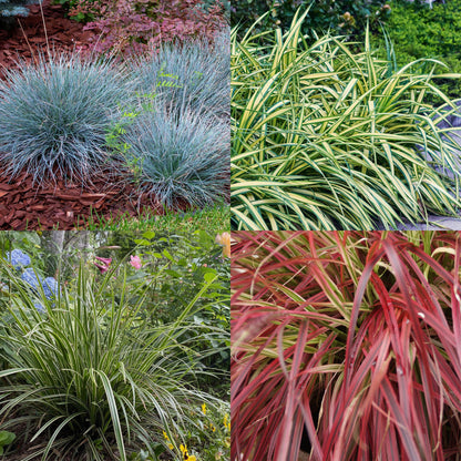 Siergrassen - 4 Planten - Blauw - Geel - Groen - Rood - Bladhoudend - Weinig Onderhoud - Pot 17cm Hoogte 50cm