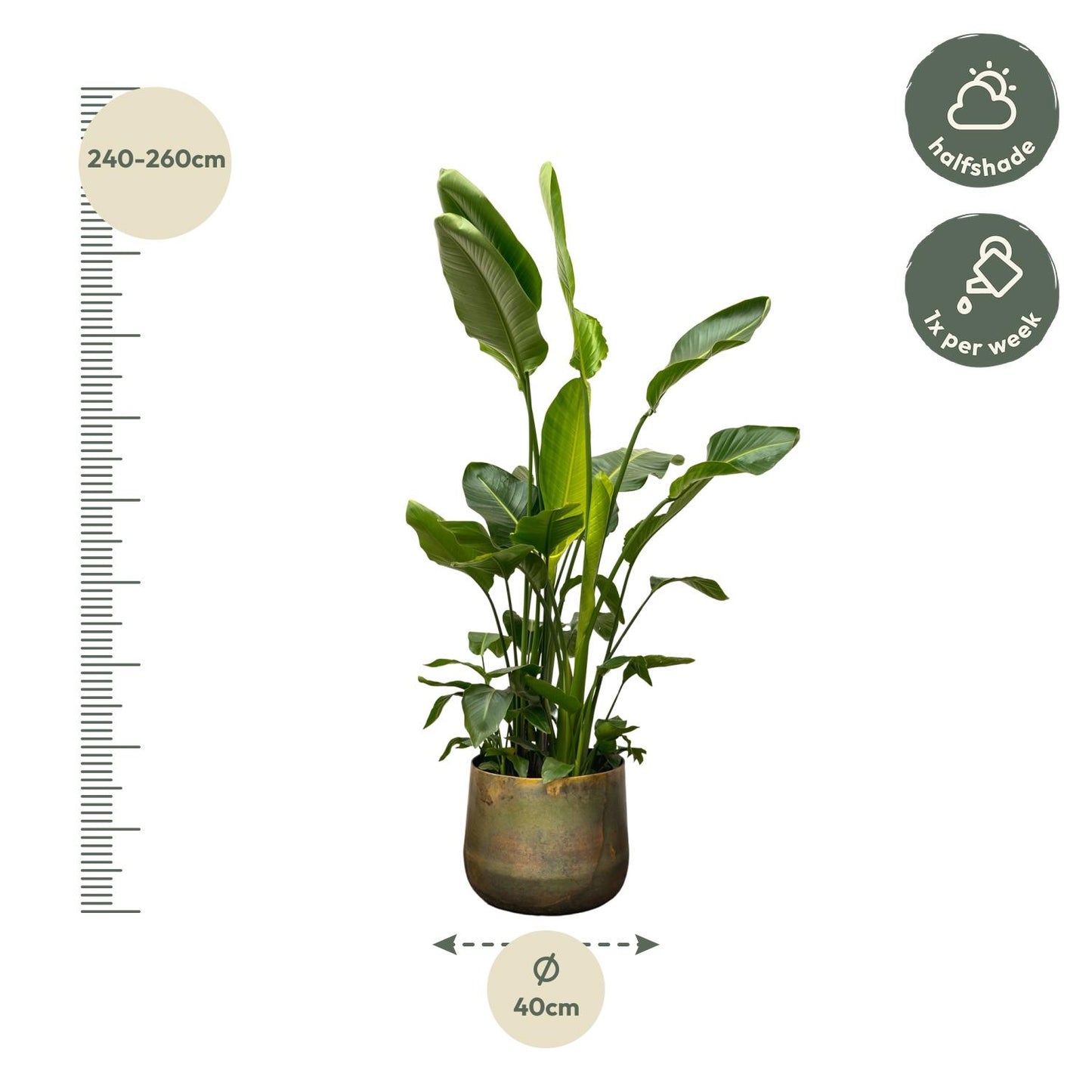 Strelitzia Nicolai de luxe XXL | Mega Kamerplant