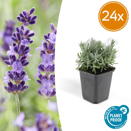 24x Lavandula angustifolia ‘Hidcote’ – Lavendelplanten – Potmaat Ø9cm – Hoogte 10-25cm – Geurige Paarse Bloemen