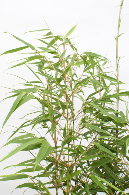 2x Fargesia rufa - ↨80cm - Ø23. Bamboe