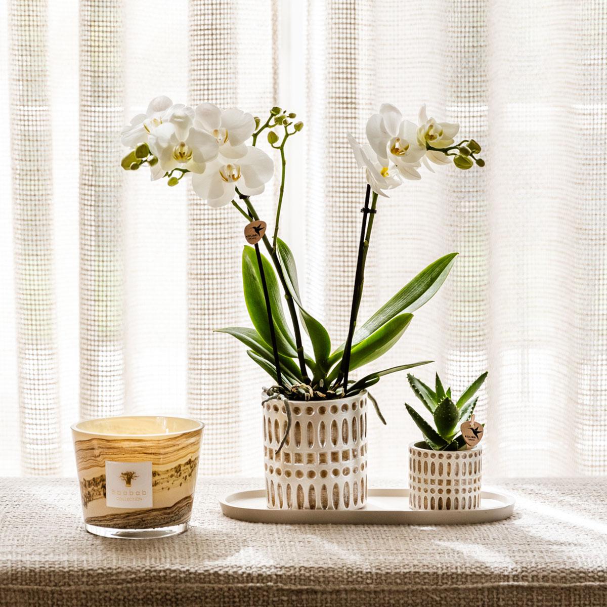 Plantenset Le Chic small | Witte Phalaenopsis Orchidee Amabilis  en Succulent incl. keramieken sierpotten op crème organisch dienblad