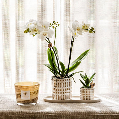 Plantenset Le Chic small | Witte Phalaenopsis Orchidee Amabilis  en Succulent incl. keramieken sierpotten op crème organisch dienblad