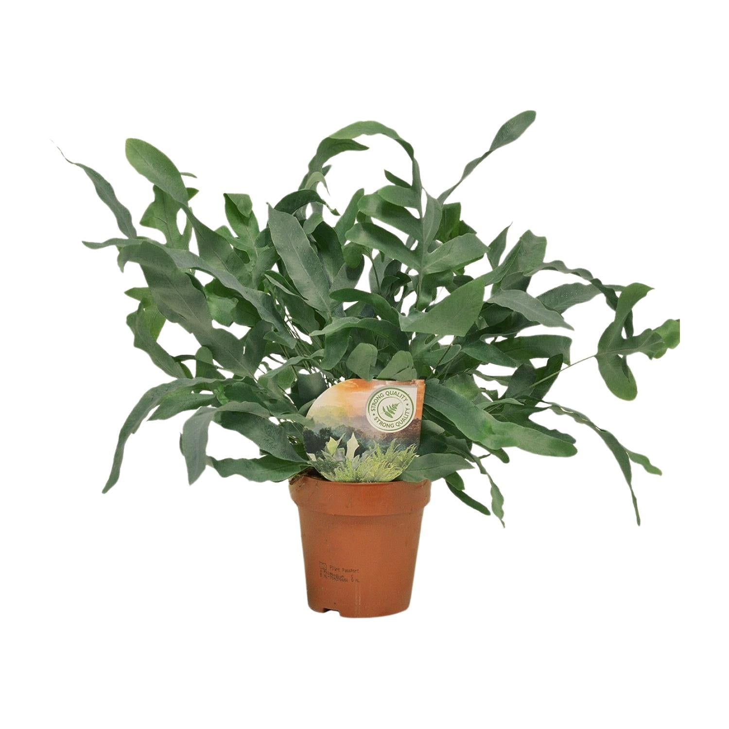 hlebodium Blue Star kamerplant Ø12cm, 35cm hoog, blauwgroene gegolfde bladeren, gemakkelijk te verzorge