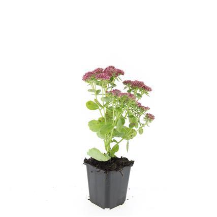 48x Sedum 'Herbstfreude' – winterharde vetplant met roze bloemen in nazomer en herfst, bijen- en vlindervriendelijk, ideaal voor borders en rotstuinen
