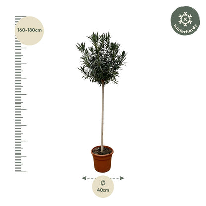 Nerium Oleander auf Stiel mit weißer Blüte – 170 cm – Ø40. Blühender Zierstrauch