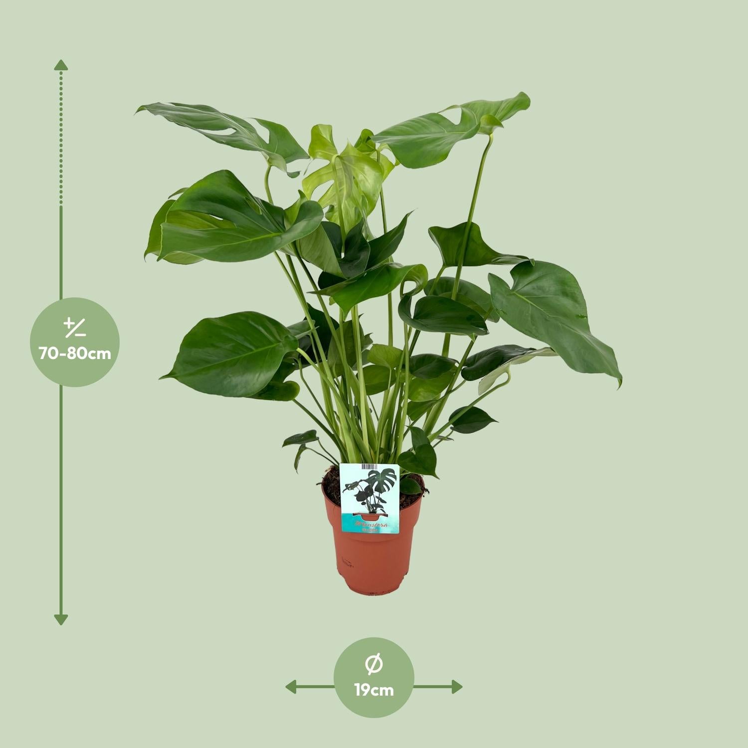 Monstera Deliciosa