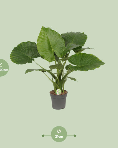 Alocasia Gageana California | Kamerplant