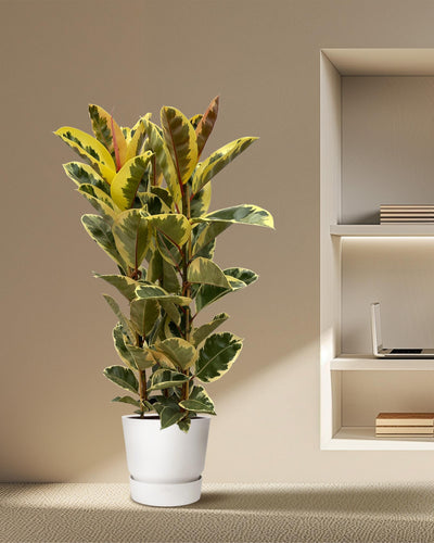 Ficus elastica 'Tineke' | Houseplant | Rubber plant