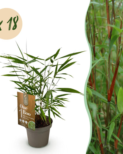 18 x Bamboe | Fargesia Asian Wonder | Bladhoudend | Niet Woekerend | Groen