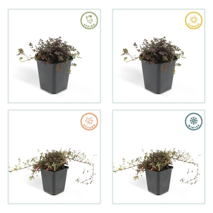 6x Acaena microphylla 'Kupferteppich' - ↕10-25cm - Ø9cm - Nuss