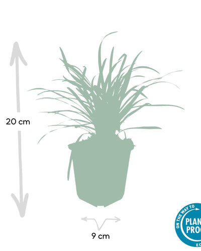 Liriope muscari 'Big Blue' - ↕10-25cm - Ø9cm. 12 stuks - Planttoday