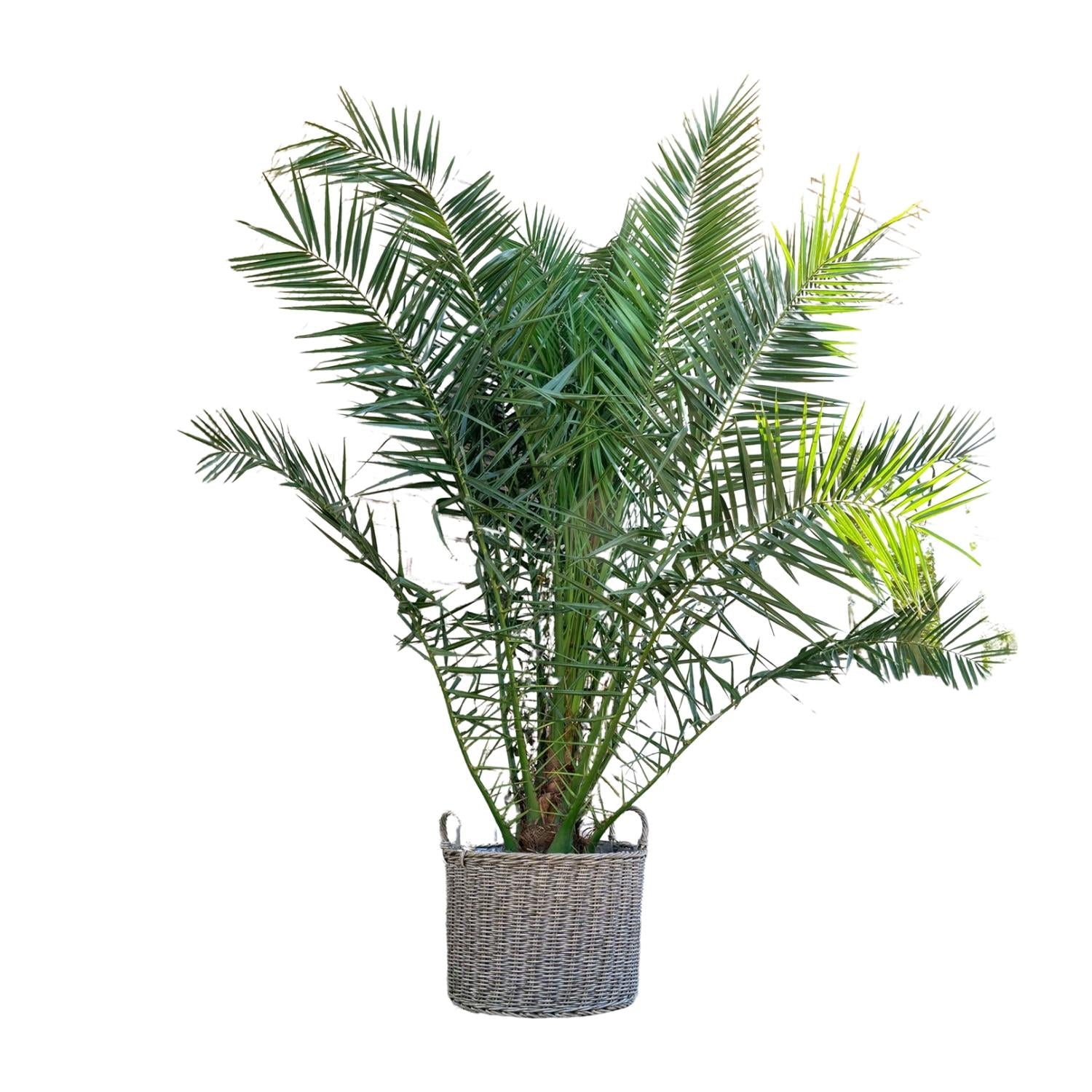 Phoenix Canariensis – grote Canarische dadelpalm van 300 cm met donkergroene waaierbladeren in pot Ø50, tropische blikvanger voor binnen of buiten.De Canarische dadelpalm is een tot 18 m hoge, tweehuizige palm met een gedrongen stam met bladlittekens en een dichte kroon met vijftig tot honderd geveerde bladeren. De bladeren zijn 5-6 m lang, breed, kort gesteeld en gebogen overhangend. De deelblaadjes zijn groen, stevig, smal-lancetvormig en V-vormig gevouwen.